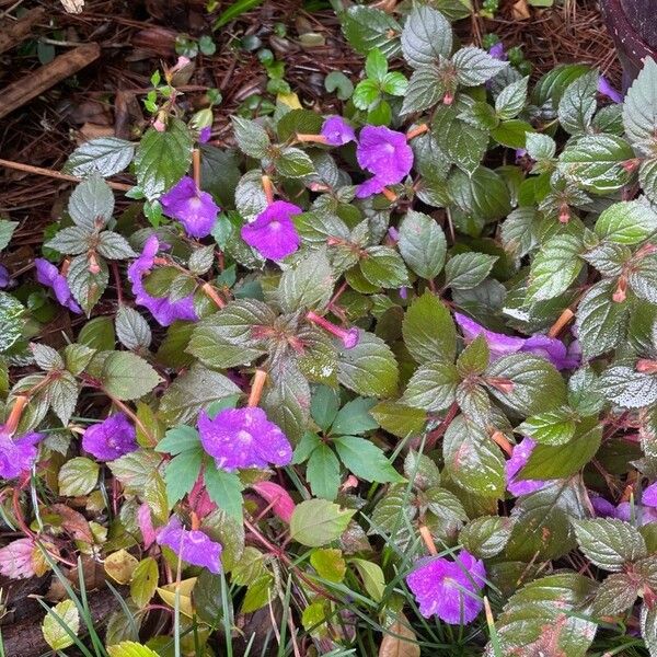 Achimenes grandiflora Flower