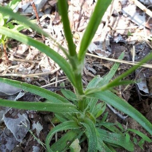 Dianthus armeria Yaprak