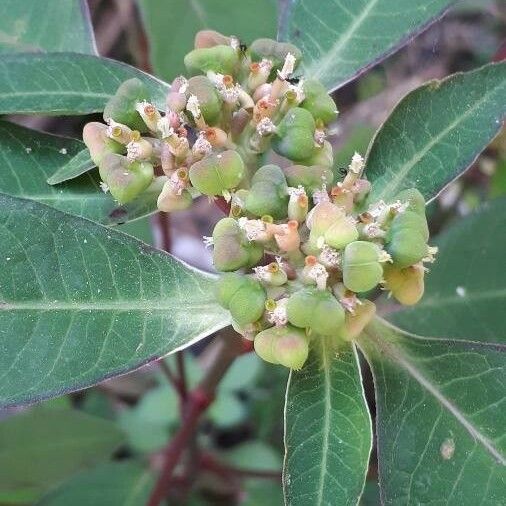 Euphorbia heterophylla Fruct