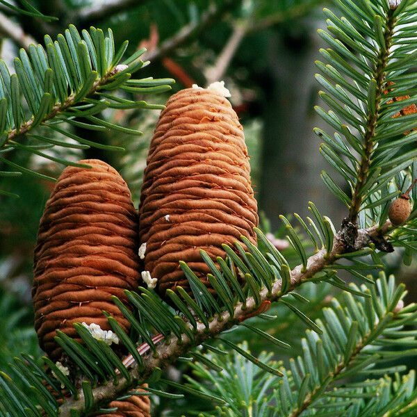 Abies sibirica Gyümölcs