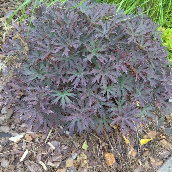 Geranium pratense Агульны выгляд