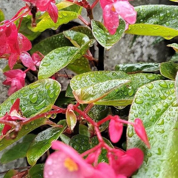 Begonia cucullata Цветок