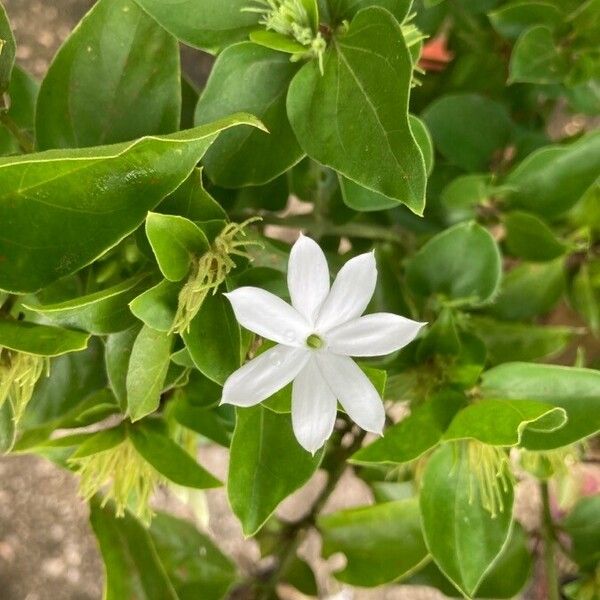 Jasminum multiflorum पत्ता