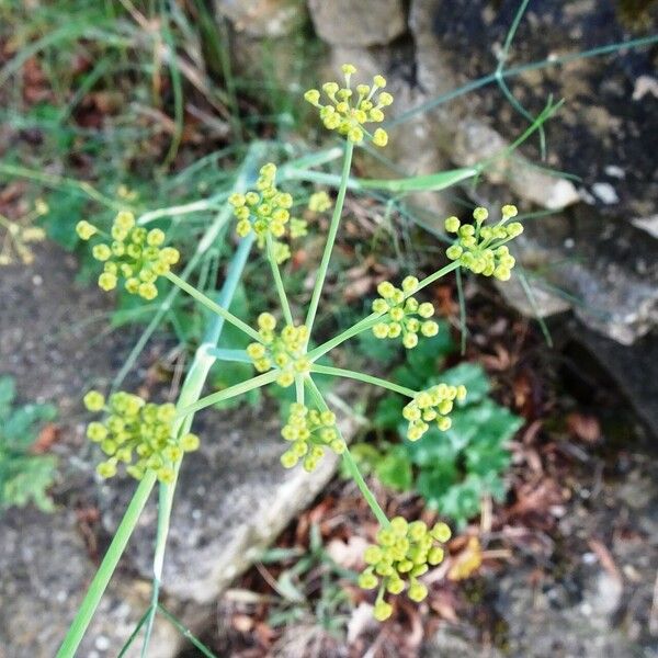 Foeniculum vulgare Λουλούδι