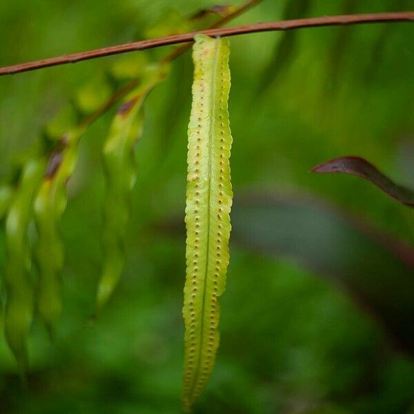 Nephrolepis biserrata Leaf