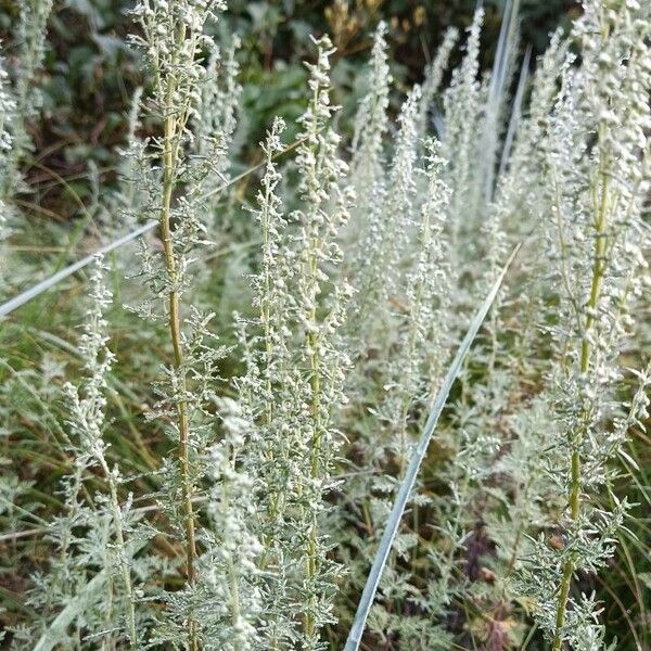 Artemisia maritima Flower