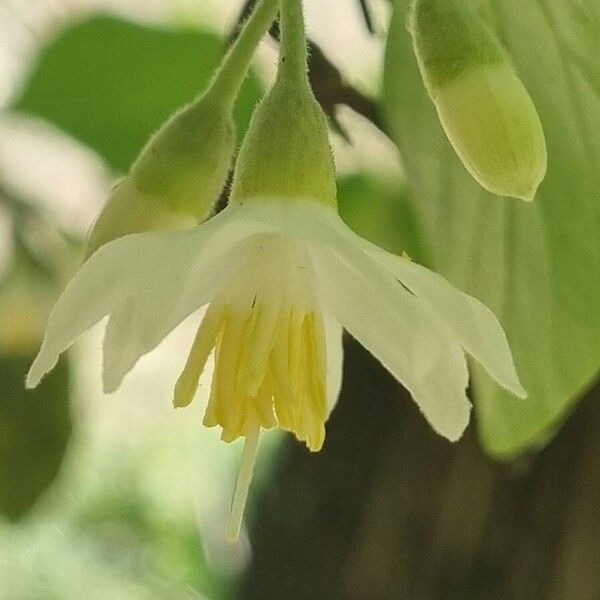 Styrax officinalis Çiçek