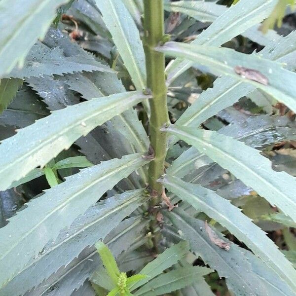 Physostegia virginiana Folha