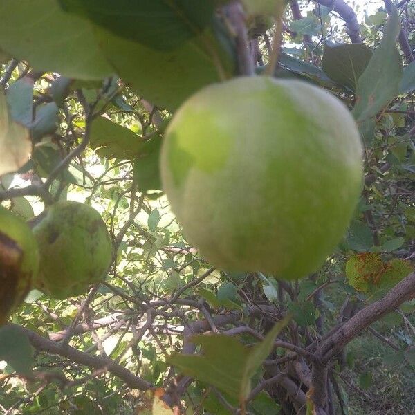 Malus domestica Frukto