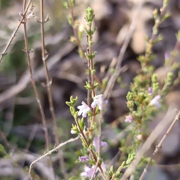 Satureja cuneifolia 花