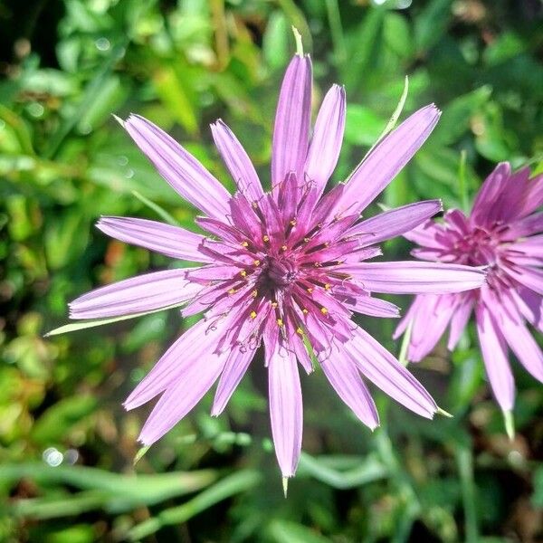 Tragopogon porrifolius Λουλούδι