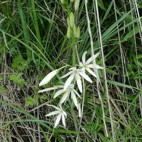 Anthericum liliago Квітка