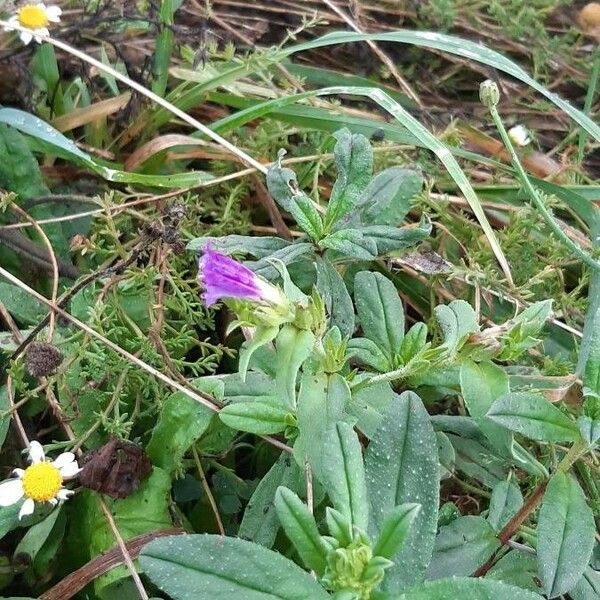 Echium rosulatum 花