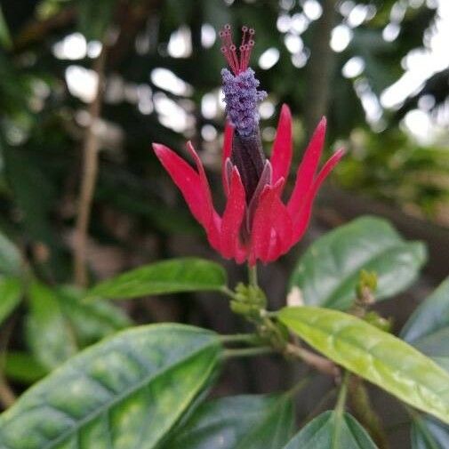 Pavonia multiflora Flower