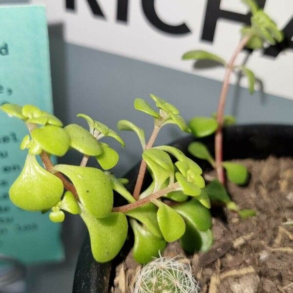 Sedum makinoi Leaf