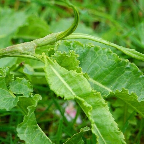 Rumex patientia List