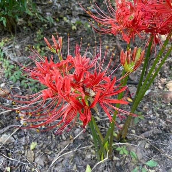 Lycoris radiata Цветок