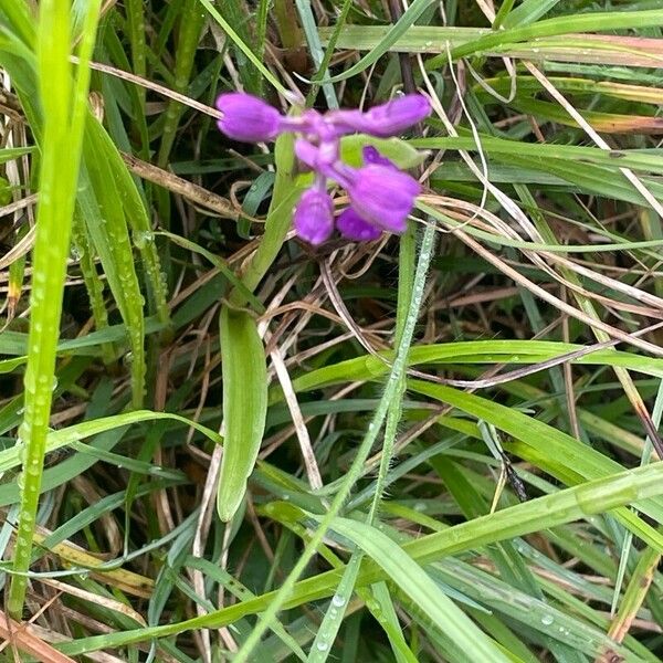 Anacamptis morio 葉