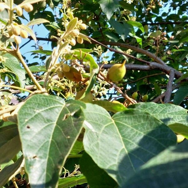 Paulownia tomentosa Blad