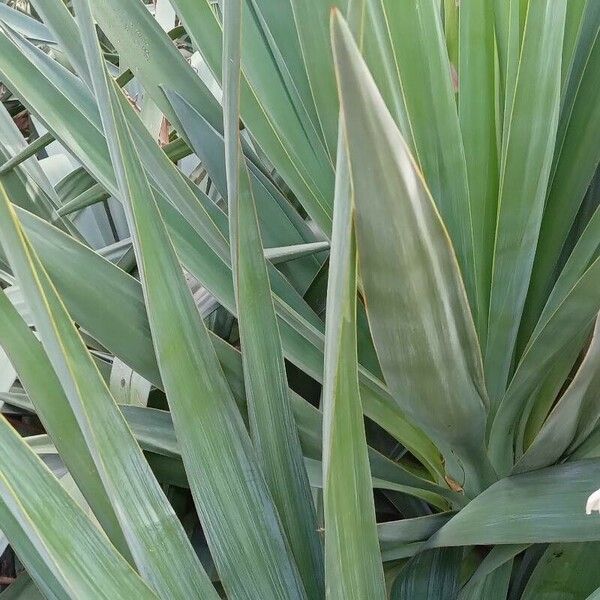 Yucca gloriosa পাতা