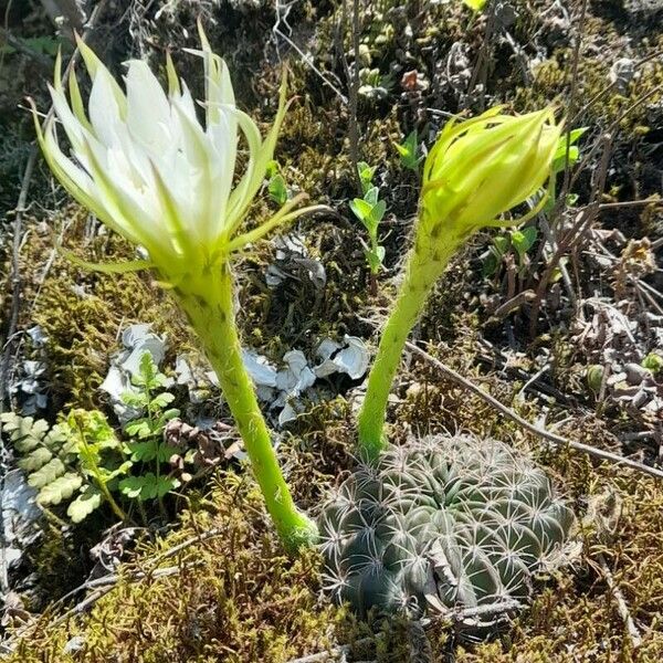 Lobivia ancistrophora Habit