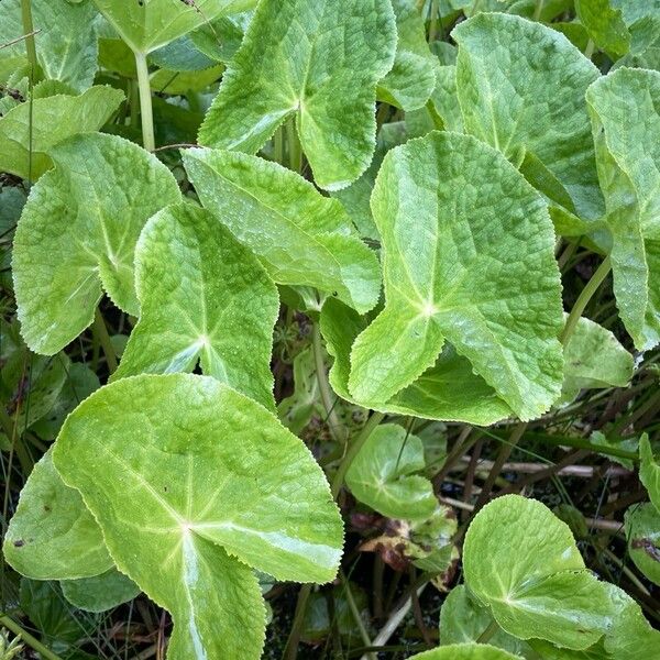 Caltha palustris 葉