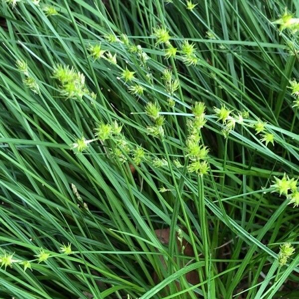 Carex echinata 花