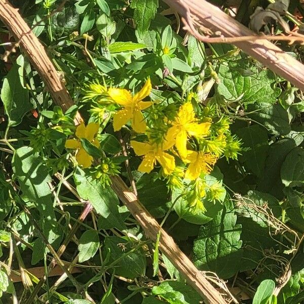 Hypericum perfoliatum Blüte