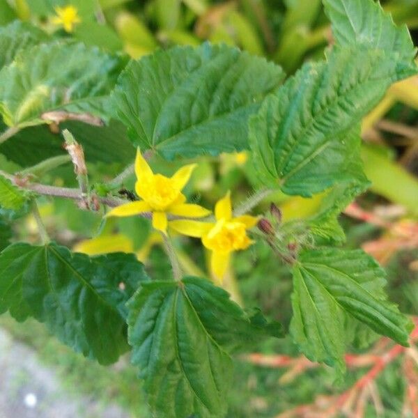 Corchorus aestuans Blüte