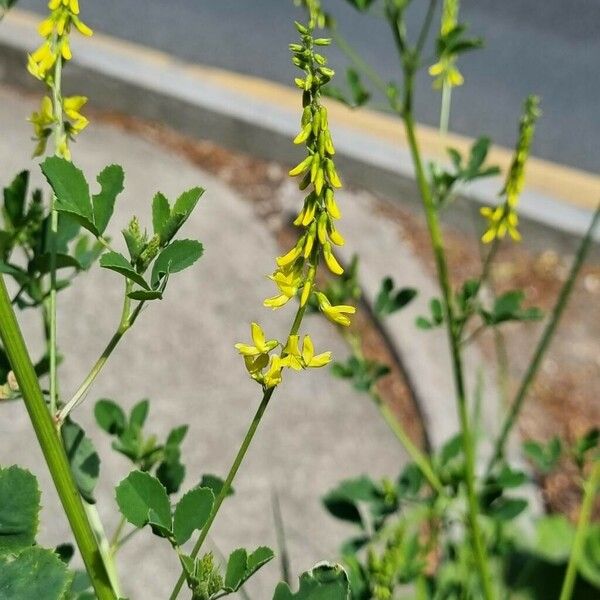 Melilotus officinalis പുഷ്പം