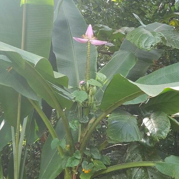 Musa ornata Flower