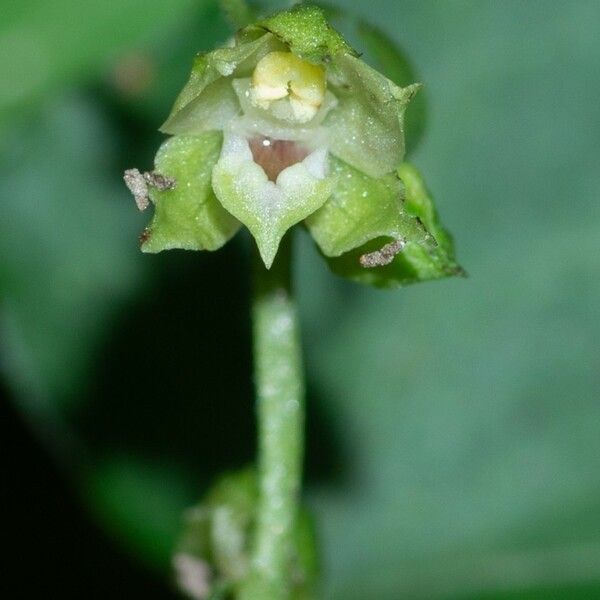 Epipactis albensis Blomma