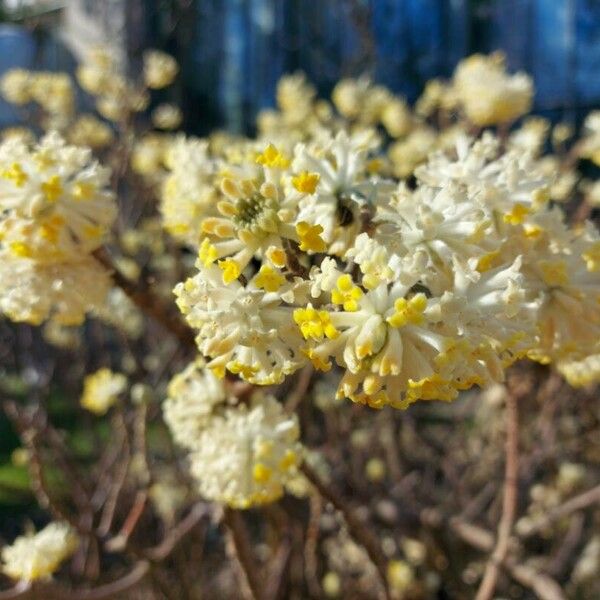 Edgeworthia chrysantha Fleur