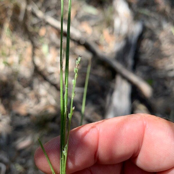 Setaria brownii Облик