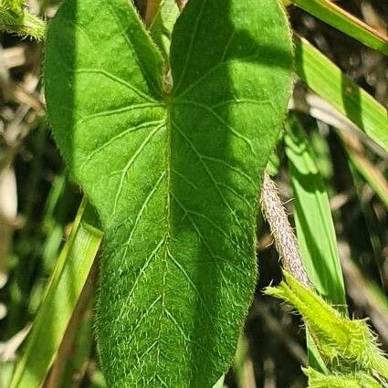 Convolvulus sagittatus Leaf