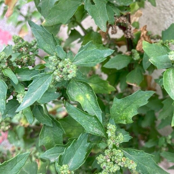 Chenopodiastrum murale Blatt