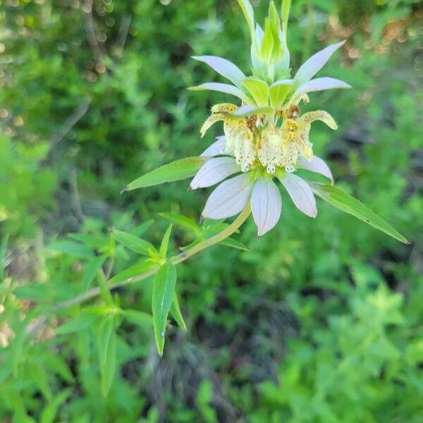 Monarda punctata ফুল