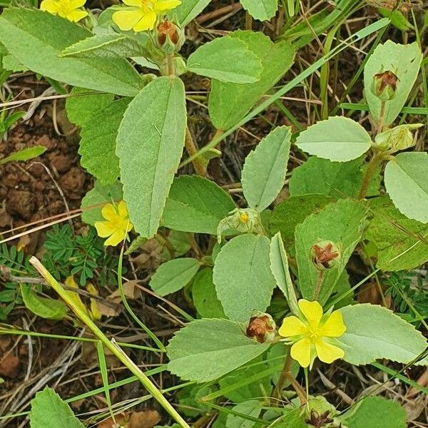 Melhania ovata Habitat