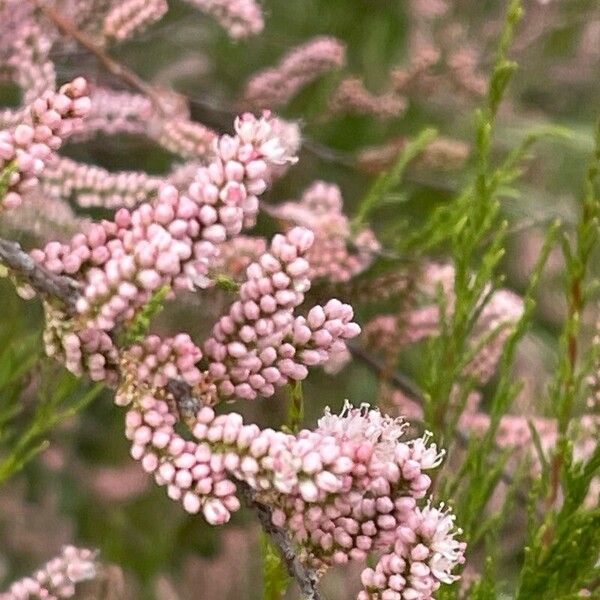 Tamarix parviflora Virág