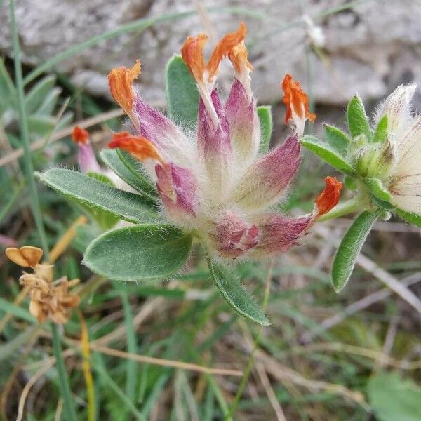 Anthyllis vulneraria പുഷ്പം