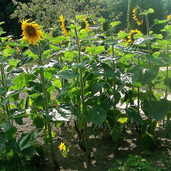 Helianthus annuus Yeri