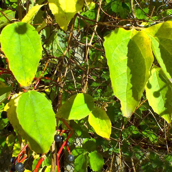 Parthenocissus inserta Blad