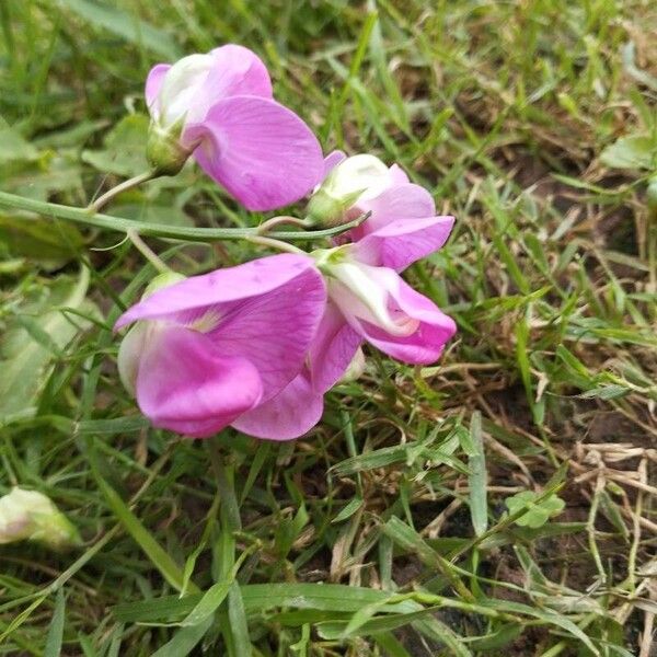 Lathyrus sylvestris ফুল