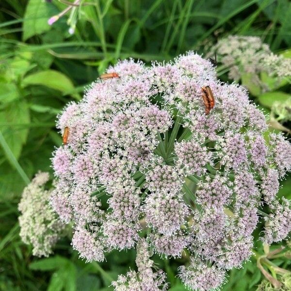 Angelica sylvestris Virág