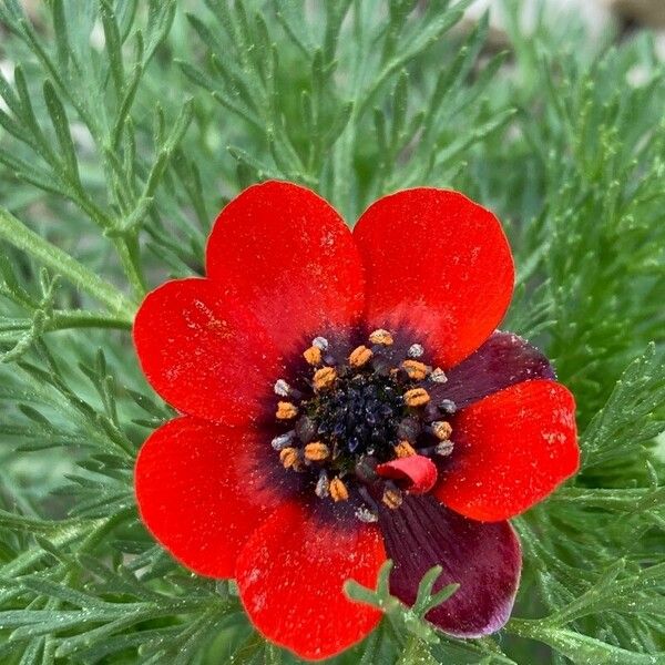 Adonis annua Žiedas