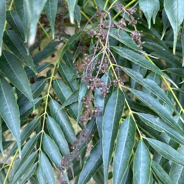 Pistacia chinensis Çiçek