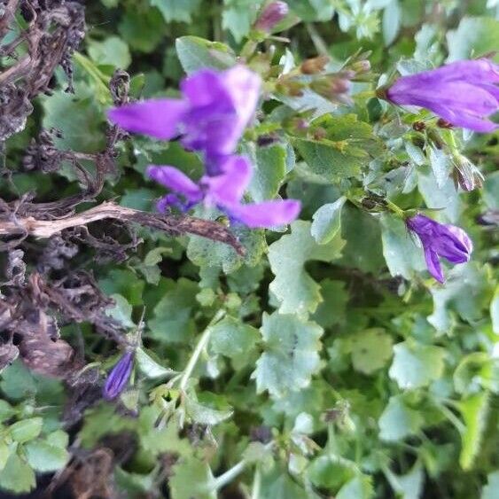 Campanula portenschlagiana Flower