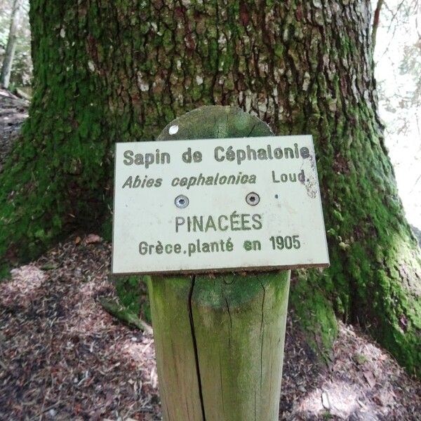 Abies cephalonica Arall