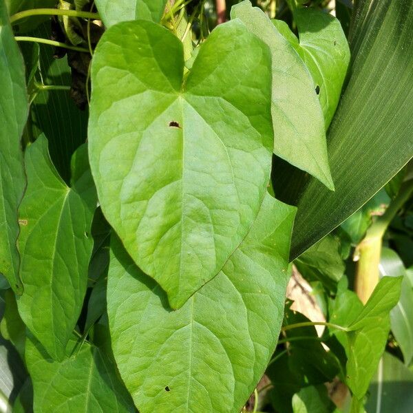 Convolvulus sepium Blatt