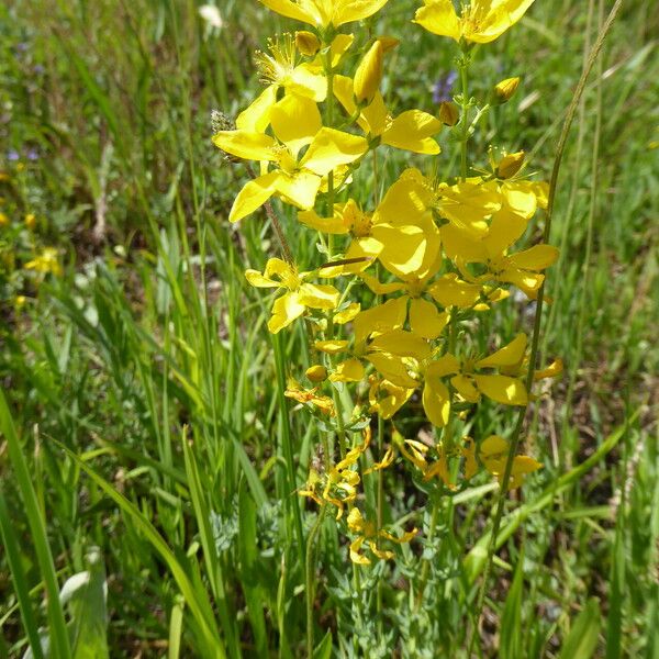 Hypericum elongatum Flor